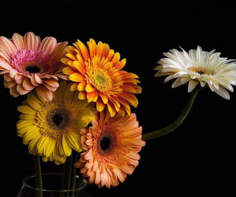 Обои цветы, лепестки, черный фон, букет, герберы, гербера, flowers, petals, black background, bouquet, gerbera разрешение 2048x1337 Загрузить