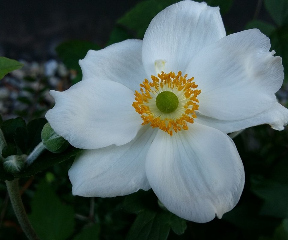 Обои макро, цветок, лепестки, белый, анемона, macro, flower, petals, white, anemone разрешение 3840x2160 Загрузить