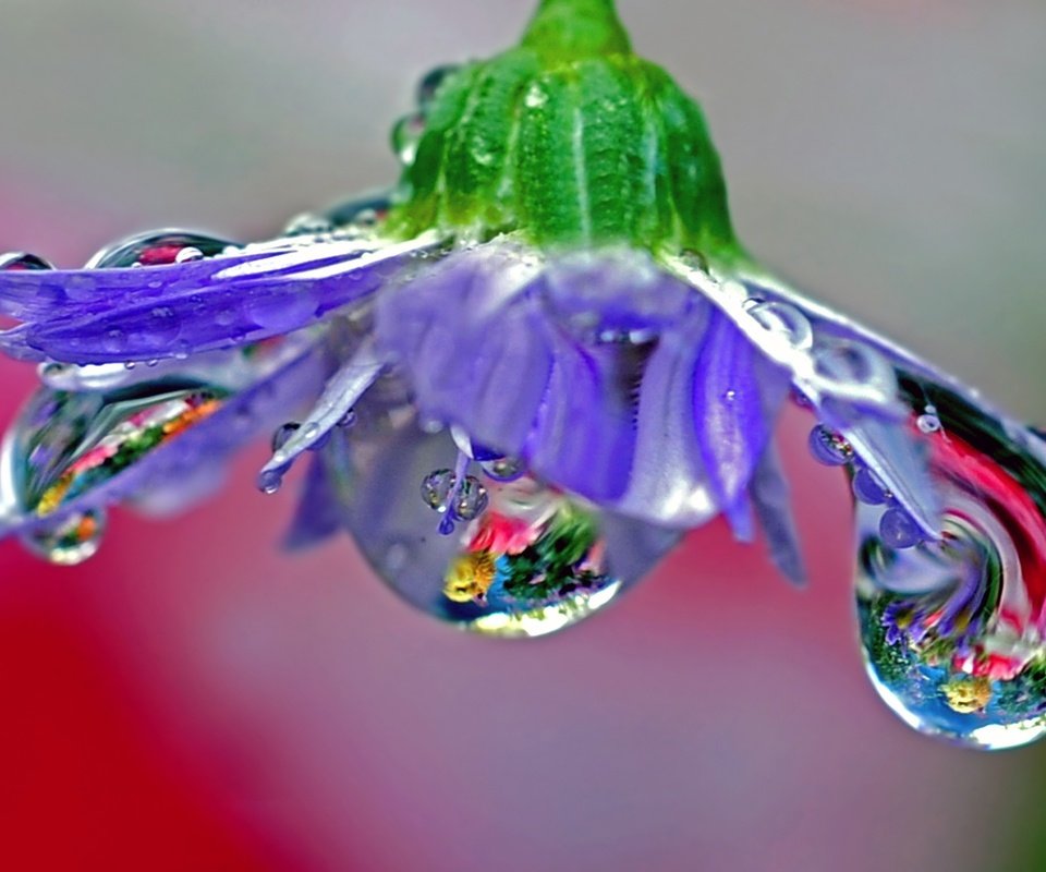 Обои макро, отражение, цветок, роса, лепестки, голубой, macro, reflection, flower, rosa, petals, blue разрешение 2560x1600 Загрузить