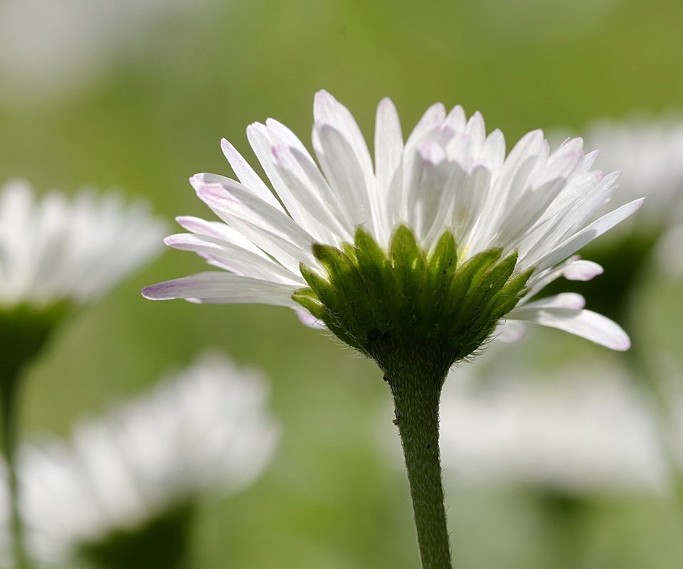 Обои цветы, лепестки, размытость, ромашки, белые, стебли, flowers, petals, blur, chamomile, white, stems разрешение 4208x2720 Загрузить