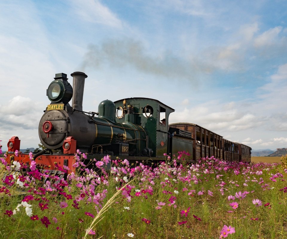 Обои цветы, ретро, луг, англия, паровоз, космея, flowers, retro, meadow, england, the engine, kosmeya разрешение 4608x3456 Загрузить