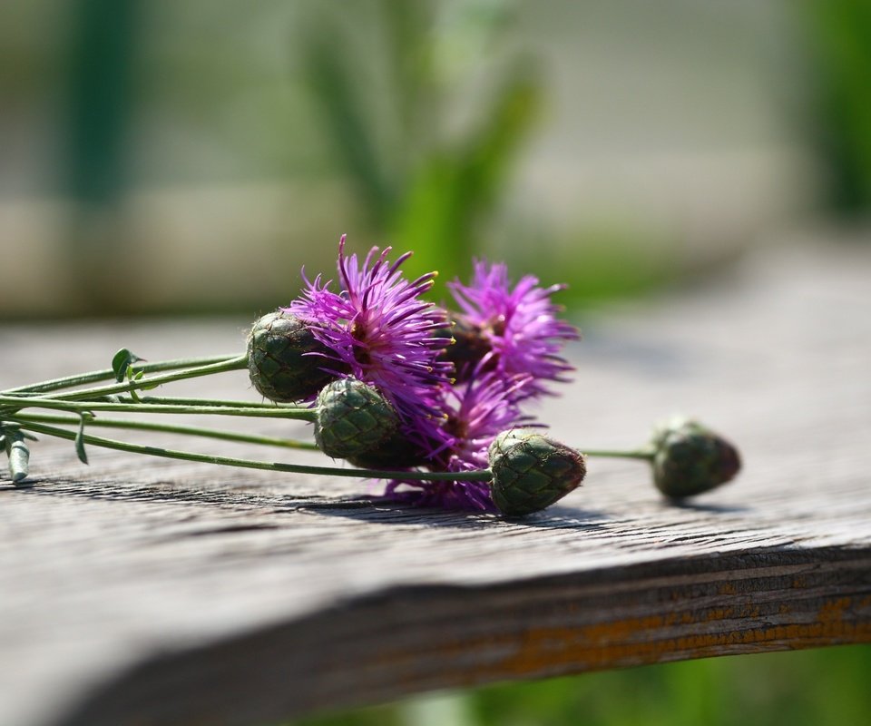 Обои цветы, макро, растение, чертополох, деревянная поверхность, flowers, macro, plant, thistle, wooden surface разрешение 1920x1280 Загрузить