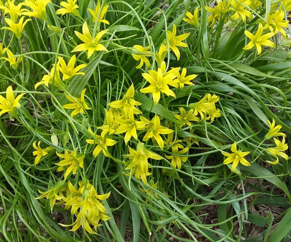 Обои цветы, трава, весна, ветер, первоцветы, гусиный лук, gagea, flowers, grass, spring, the wind, primroses, goose onions разрешение 3264x1836 Загрузить