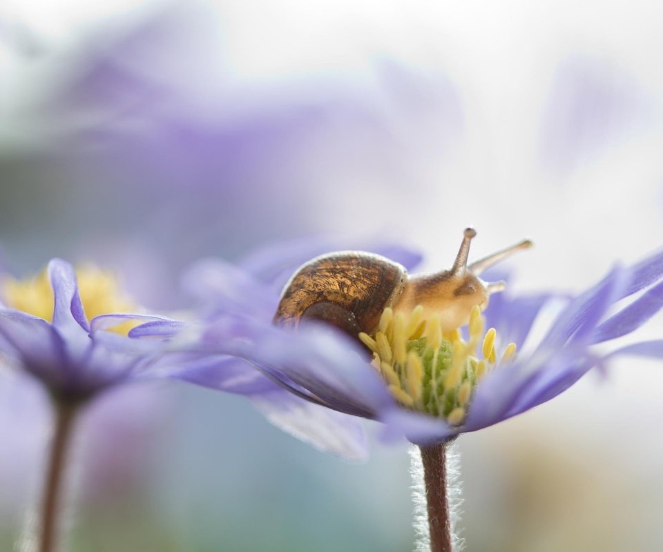 Обои цветы, природа, макро, лепестки, улитка, flowers, nature, macro, petals, snail разрешение 2048x1365 Загрузить