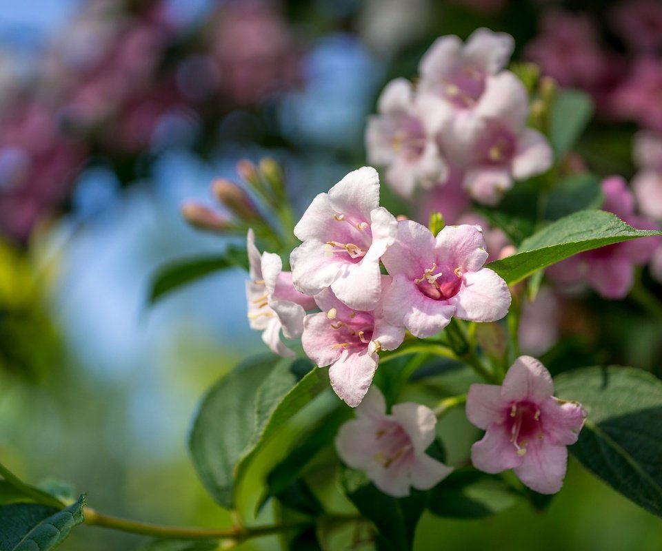 Обои цветы, ветка, листья, лепестки, боке, вейгела, flowers, branch, leaves, petals, bokeh разрешение 2048x1365 Загрузить