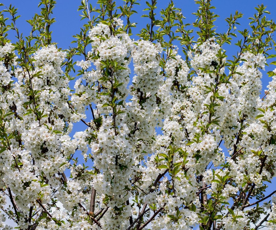 Обои небо, дерево, цветение, ветки, весна, белые цветы, the sky, tree, flowering, branches, spring, white flowers разрешение 3840x2160 Загрузить