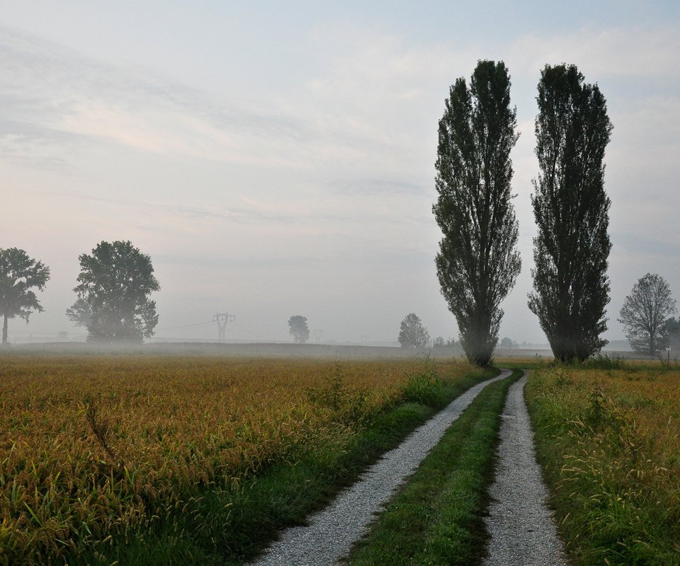 Обои небо, дорога, природа, туман, горизонт,     деревья, тополь, the sky, road, nature, fog, horizon, trees, poplar разрешение 1920x1280 Загрузить