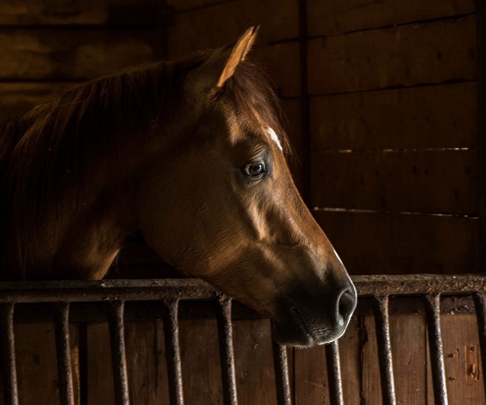 Обои лошадь, фон, конь, грива, стойло, horse, background, mane, stall разрешение 2435x1088 Загрузить
