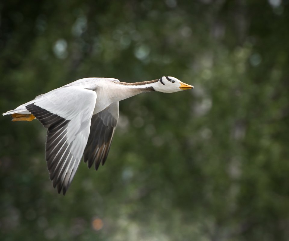 Обои природа, полет, крылья, птица, клюв, перья, гусь, nature, flight, wings, bird, beak, feathers, goose разрешение 2560x1709 Загрузить