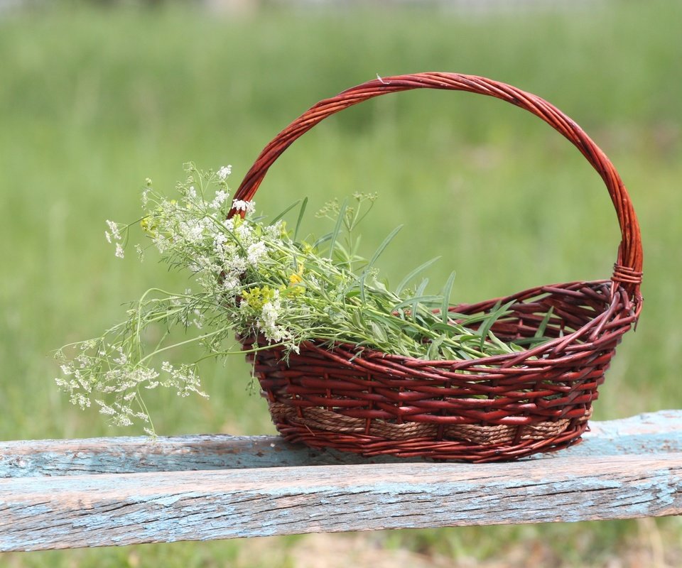 Обои фон, корзина, полевые цветы, лавочка, тысячелистник, background, basket, wildflowers, shop, yarrow разрешение 1920x1280 Загрузить