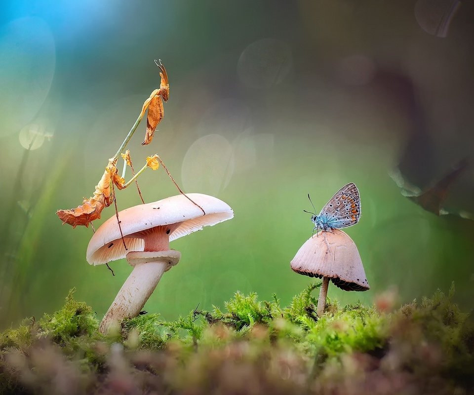 Обои лес, бабочка, гриб, богомол, forest, butterfly, mushroom, mantis разрешение 1920x1200 Загрузить