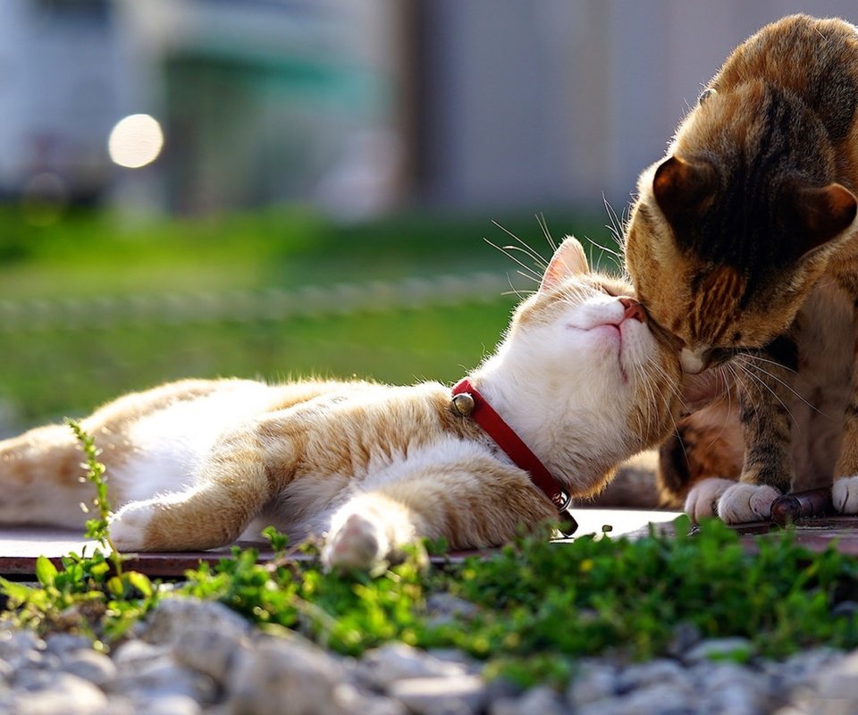 Обои животные, кот, кошка, любовь, пара, animals, cat, love, pair разрешение 3840x2160 Загрузить