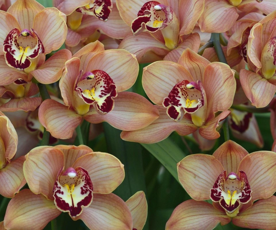 Обои цветы, макро, экзотика, орхидеи, flowers, macro, exotic, orchids разрешение 2048x1367 Загрузить