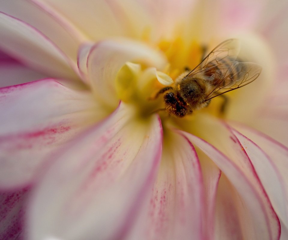 Обои насекомое, цветок, лепестки, пчела, георгин, insect, flower, petals, bee, dahlia разрешение 2048x1365 Загрузить