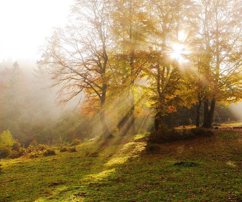 Обои деревья, туман, лучи солнца, осень, дымка, карпаты, vitaly ra, trees, fog, the rays of the sun, autumn, haze, carpathians разрешение 1920x1280 Загрузить