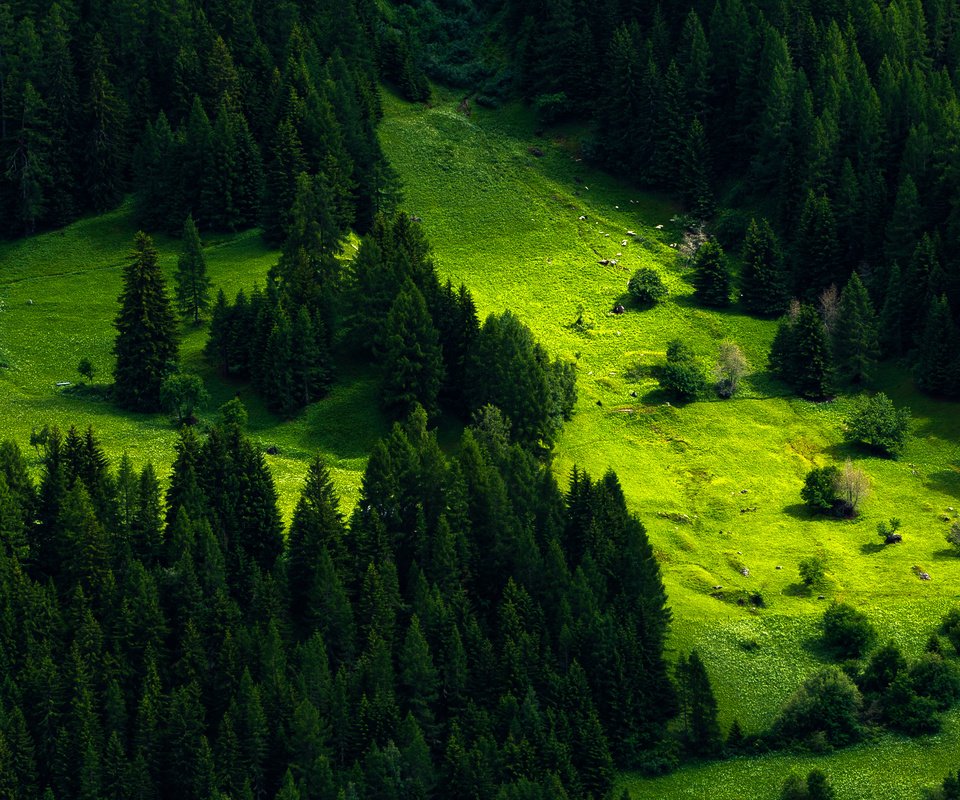 Обои деревья, природа, лес, швейцария, луг, пихта, trees, nature, forest, switzerland, meadow, fir разрешение 4350x2500 Загрузить