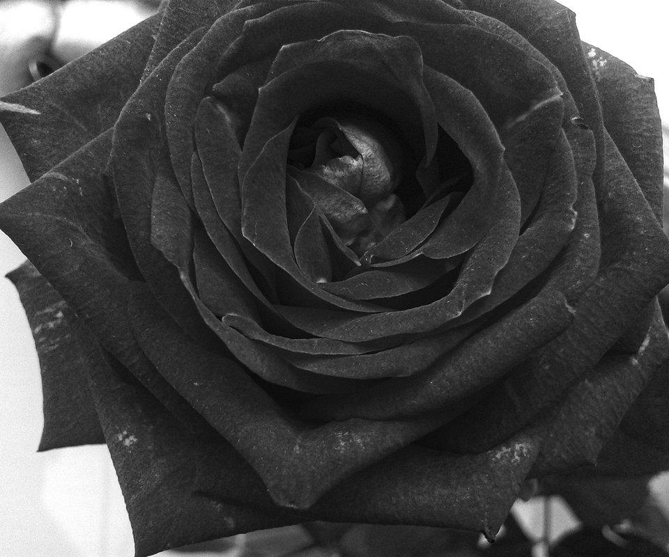 Обои цветок, роза, лепестки, чёрно-белое, flower, rose, petals, black and white разрешение 2560x1920 Загрузить