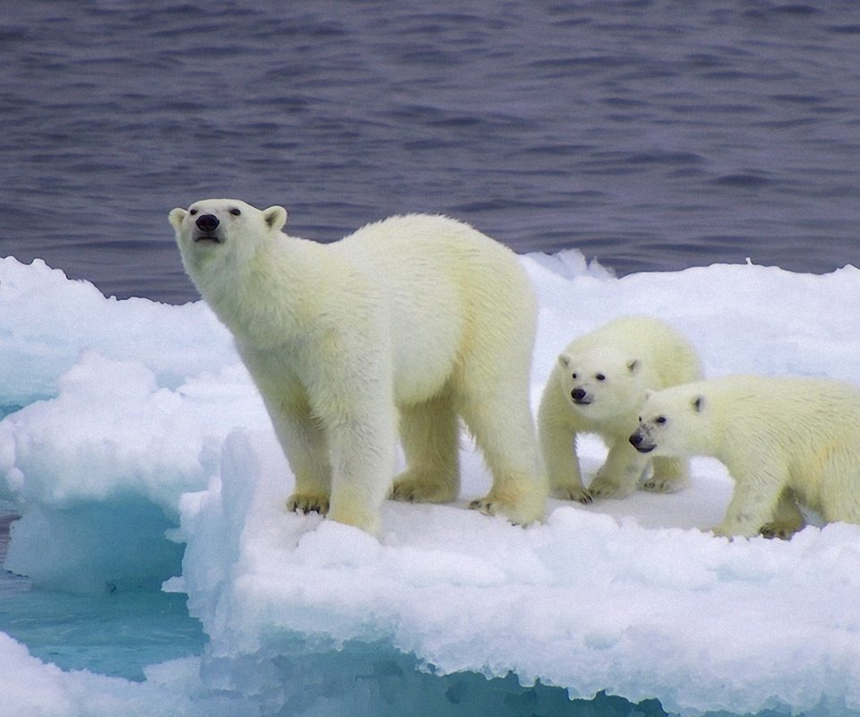 Обои снег, лёд, медведи, белый медведь, детеныши, медвежата, snow, ice, bears, polar bear, cubs разрешение 1920x1080 Загрузить