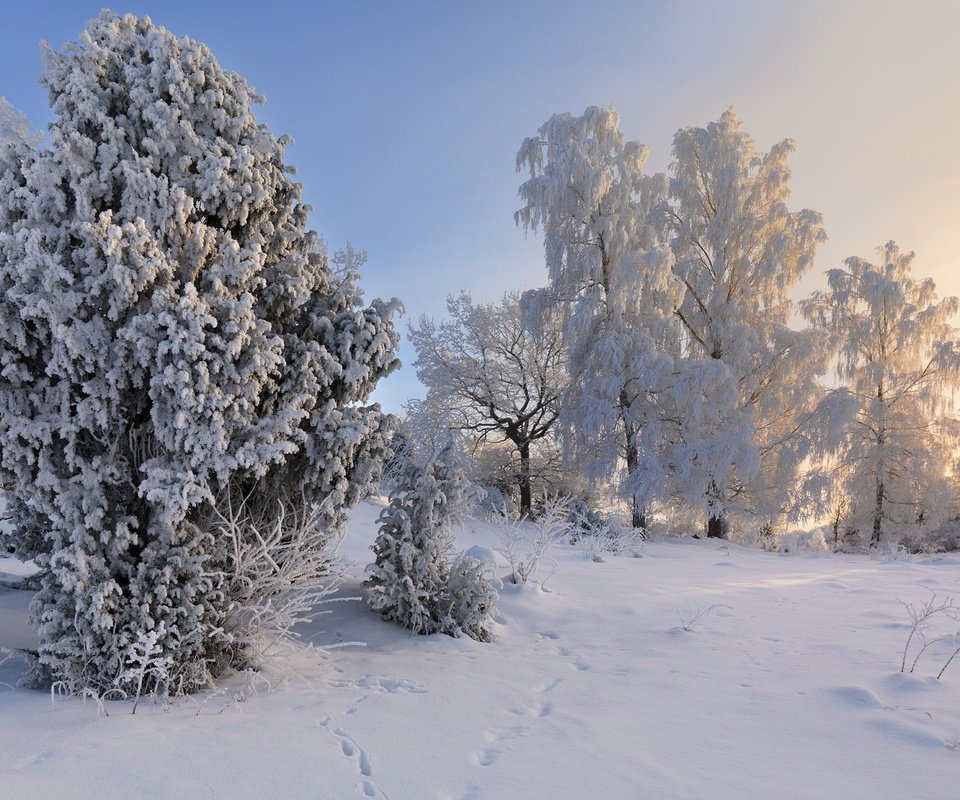 Обои деревья, снег, зима, пейзаж, иней, швеция,     деревья, trees, snow, winter, landscape, frost, sweden разрешение 1920x1200 Загрузить