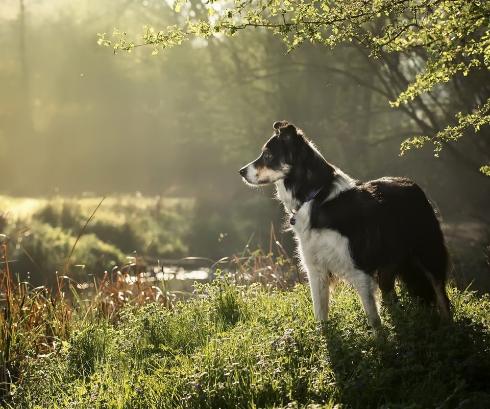 Обои трава, природа, собака, друг, бордер колли, grass, nature, dog, each, border collie разрешение 1920x1282 Загрузить