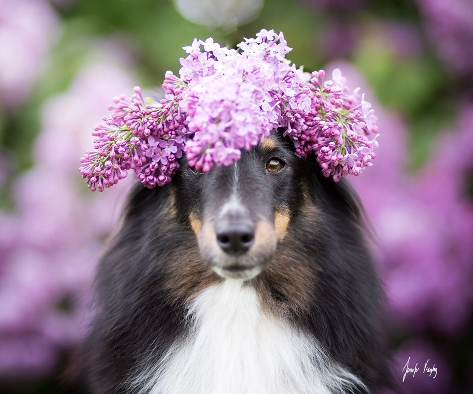 Обои цветы, собака, размытость, венок, сирень, колли, шотландская овчарка, flowers, dog, blur, wreath, lilac, collie, scottish shepherd разрешение 2048x1365 Загрузить