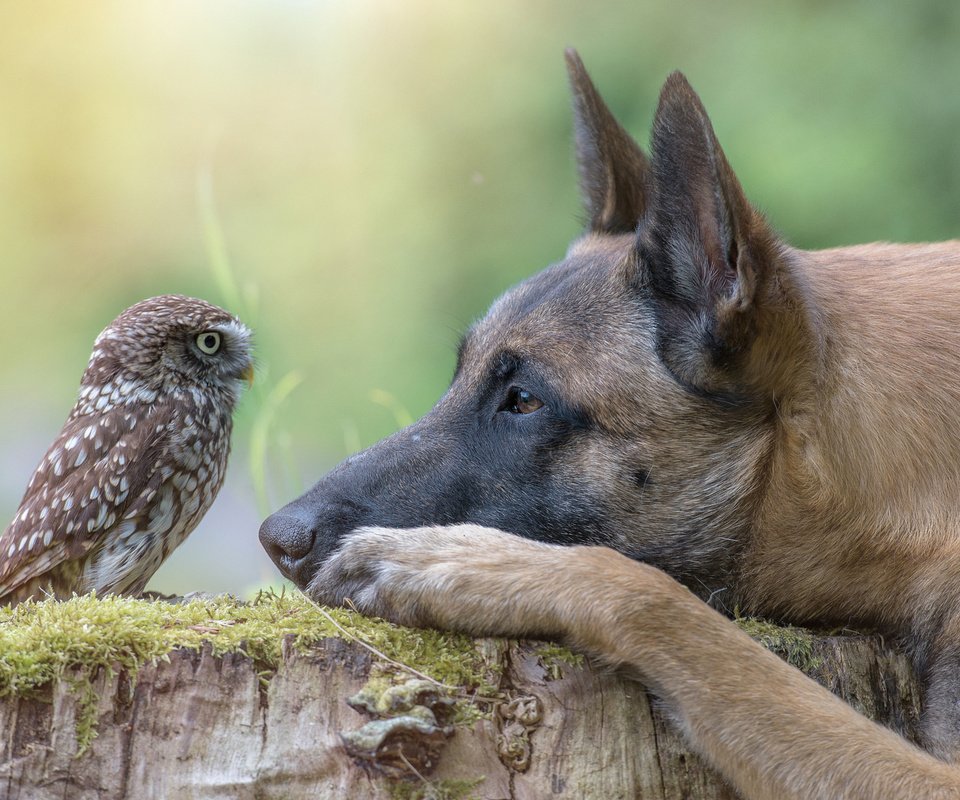 Обои сова, собака, профиль, птица, пень, owl, dog, profile, bird, stump разрешение 2048x1363 Загрузить