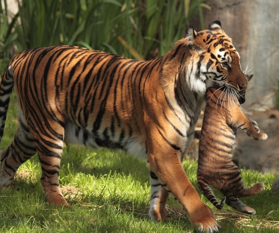 Обои тигр, трава, тигренок, детеныш, большие кошки, материнство, тигрица, тигры, tiger, grass, cub, big cats, motherhood, tigress, tigers разрешение 1920x1257 Загрузить