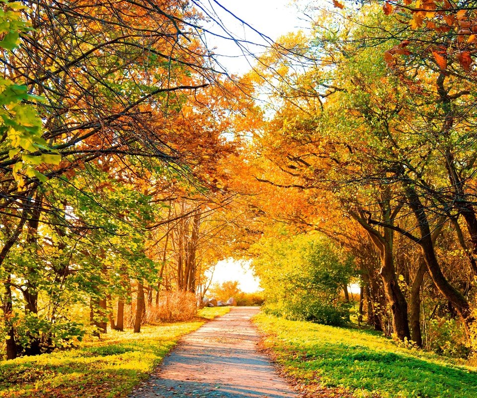 Обои природа, дерево, листья, осень, тропа, nature, tree, leaves, autumn, trail разрешение 4920x3280 Загрузить