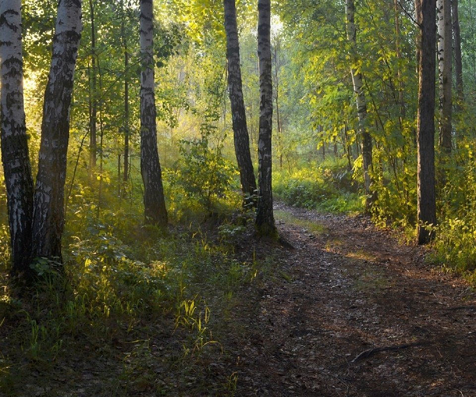 Обои лес, утро, березы, тропинка, irina shapronova, утренний свет, forest, morning, birch, path разрешение 2282x1080 Загрузить