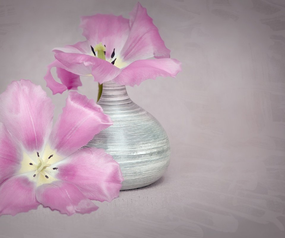 Обои цветы, лепестки, тюльпаны, ваза, flowers, petals, tulips, vase разрешение 2876x1920 Загрузить