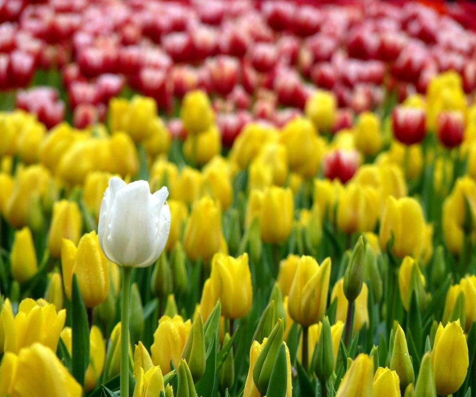 Обои цветы, бутоны, лепестки, весна, тюльпаны, flowers, buds, petals, spring, tulips разрешение 4000x3000 Загрузить