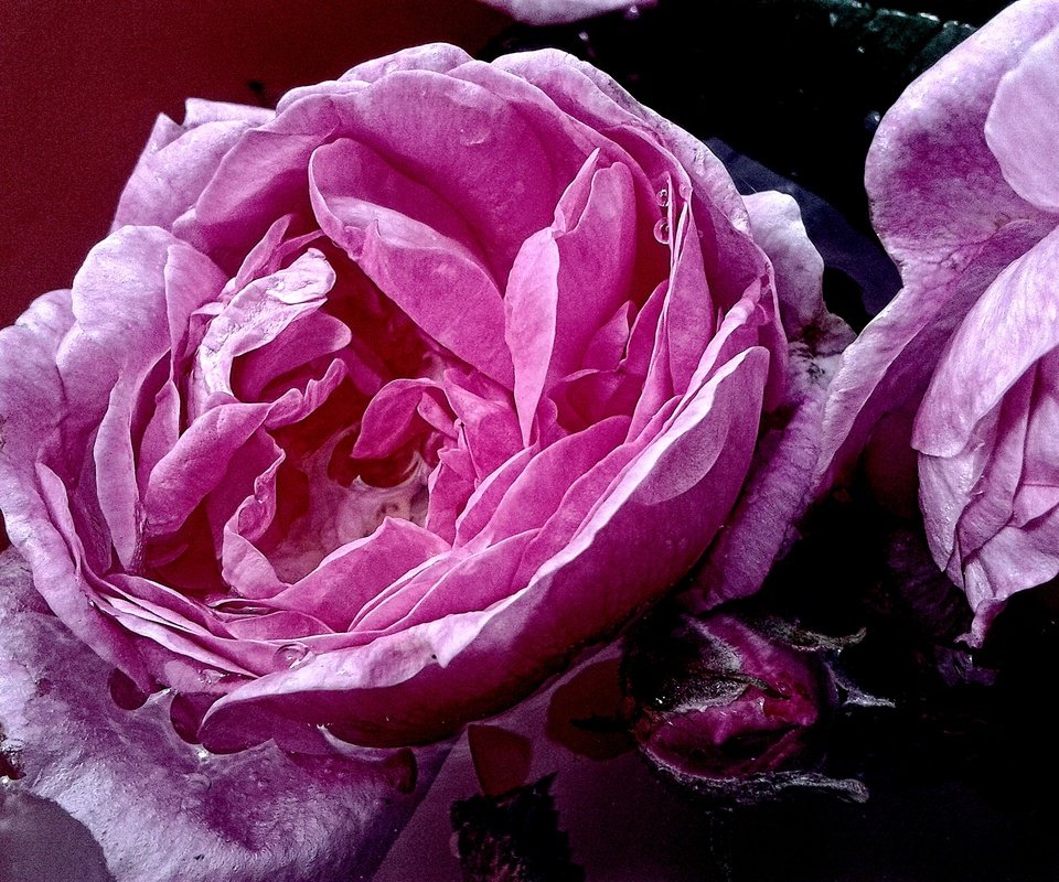 Обои вода, макро, роза, розовая, water, macro, rose, pink разрешение 2560x1920 Загрузить