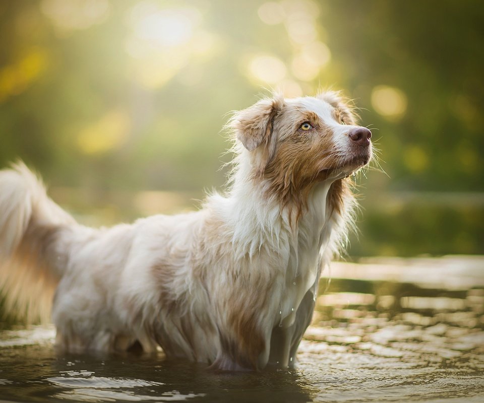 Обои вода, собака, блики, боке, ellie, water, dog, glare, bokeh разрешение 2048x1297 Загрузить