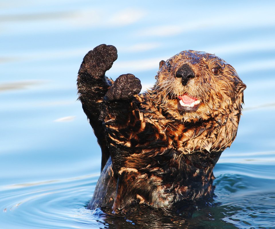 Обои вода, мордочка, взгляд, животное, лапки, выдра, water, muzzle, look, animal, legs, otter разрешение 1920x1200 Загрузить