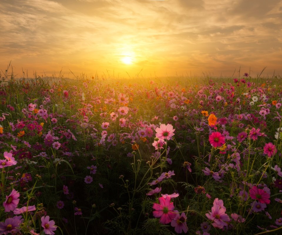 Обои небо, цветы, облака, восход, солнце, закат, пейзаж, космея, the sky, flowers, clouds, sunrise, the sun, sunset, landscape, kosmeya разрешение 3840x2160 Загрузить