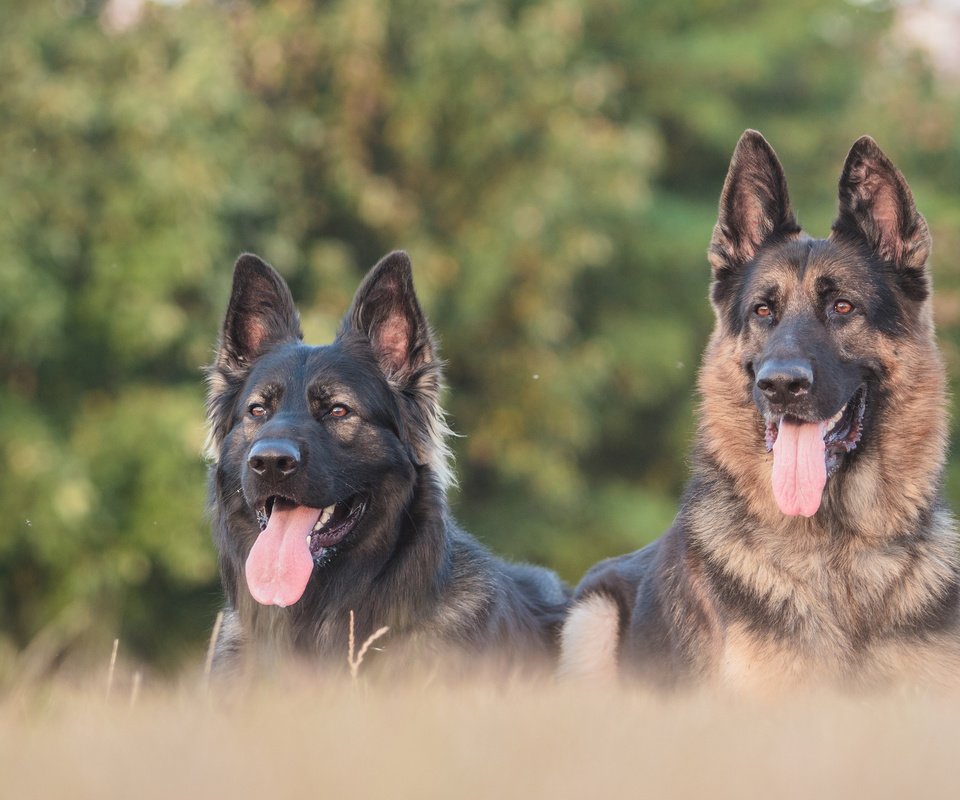 Обои глаза, взгляд, язык, собаки, немецкая овчарка, eyes, look, language, dogs, german shepherd разрешение 3840x2400 Загрузить