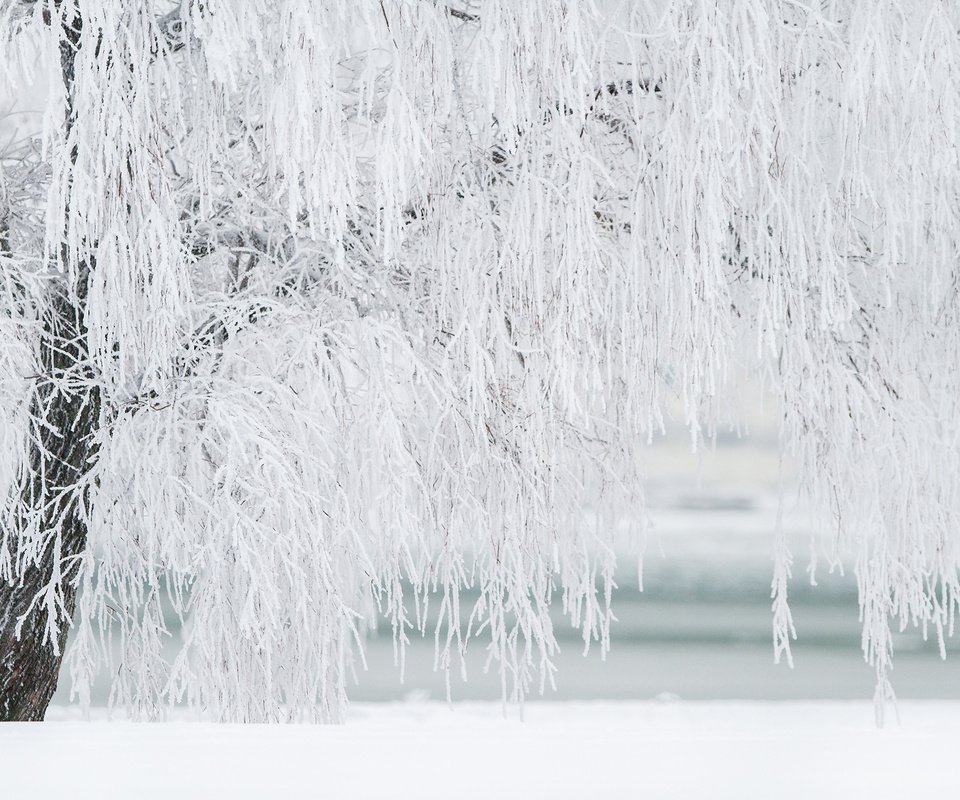 Обои природа, дерево, зима, иней, береза, nature, tree, winter, frost, birch разрешение 2880x1800 Загрузить