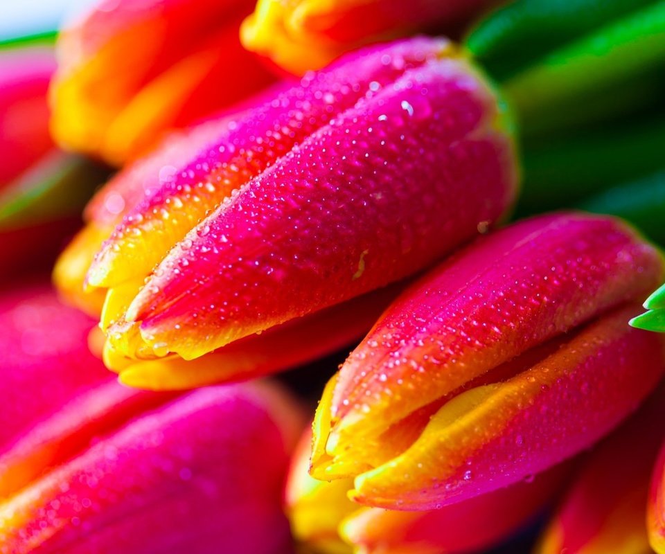 Обои цветы, бутоны, капли, тюльпаны, flowers, buds, drops, tulips разрешение 1920x1080 Загрузить