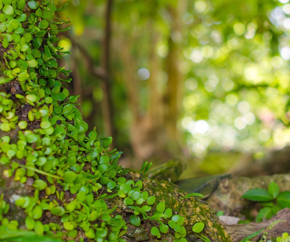 Обои природа, листья, макро, фон, растение, боке, nature, leaves, macro, background, plant, bokeh разрешение 2880x1800 Загрузить