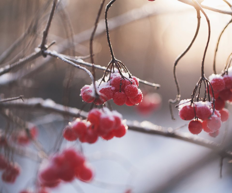 Обои природа, зима, ветки, размытость, ягоды, рябина, nature, winter, branches, blur, berries, rowan разрешение 3840x2400 Загрузить