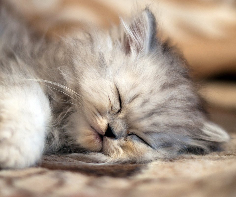Обои кот, мордочка, кошка, сон, котенок, пушистый, лапки, cat, muzzle, sleep, kitty, fluffy, legs разрешение 1920x1200 Загрузить