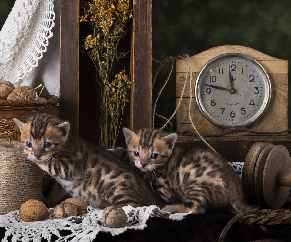 Обои кошки, котята, натюрморт, бенгальская кошка, cats, kittens, still life, bengal cat разрешение 2560x1600 Загрузить