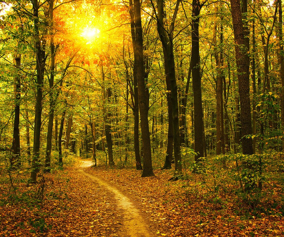 Обои деревья, природа, лес, стволы, осень, тропинка, солнечный свет, trees, nature, forest, trunks, autumn, path, sunlight разрешение 1920x1200 Загрузить
