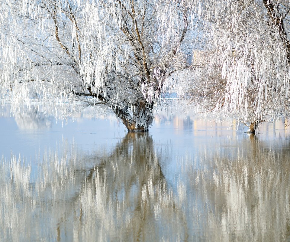 Обои озеро, природа, зима, отражение, иней, ивы, lake, nature, winter, reflection, frost, willow разрешение 3840x2400 Загрузить