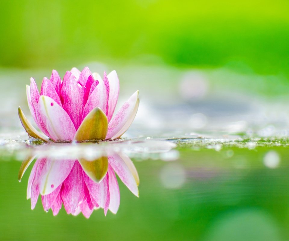 Обои цветок, лепестки, лотос, пруд, flower, petals, lotus, pond разрешение 2880x1800 Загрузить