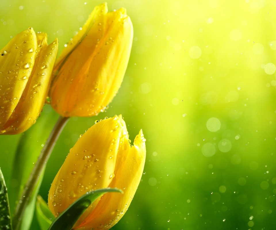 Обои цветы, жёлтые тюльпаны, вода, зелень, бутоны, листья, капли, блики, тюльпаны, flowers, yellow tulips, water, greens, buds, leaves, drops, glare, tulips разрешение 2880x1800 Загрузить