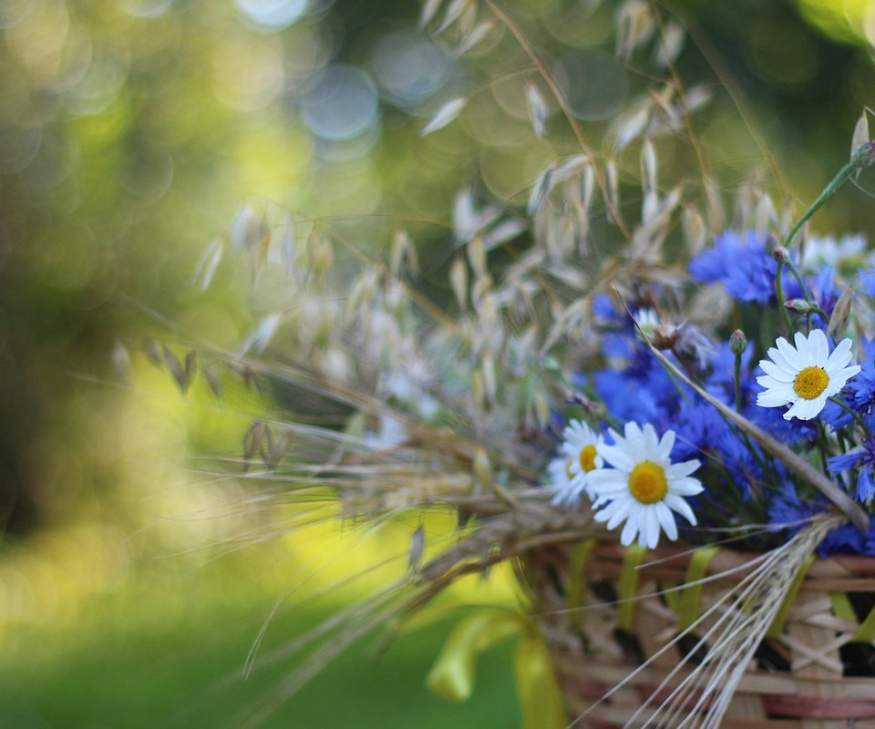 Обои цветы, колоски, ромашки, корзина, васильки, flowers, spikelets, chamomile, basket, cornflowers разрешение 1920x1200 Загрузить