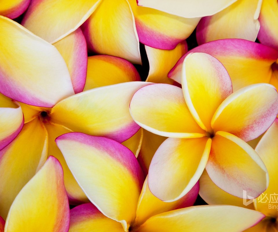 Обои цветы, лепестки, плюмерия, франжипани, flowers, petals, plumeria, frangipani разрешение 1920x1200 Загрузить