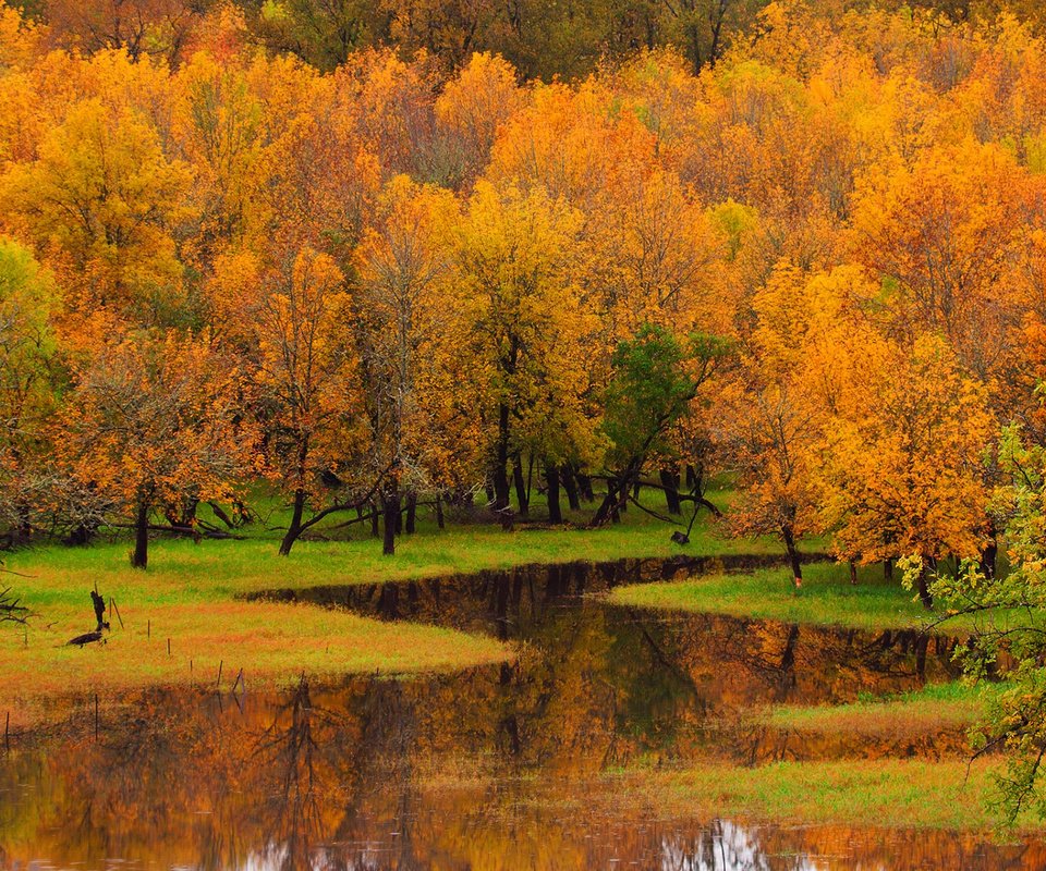 Обои деревья, река, природа, лес, пейзаж, осень, trees, river, nature, forest, landscape, autumn разрешение 1920x1200 Загрузить