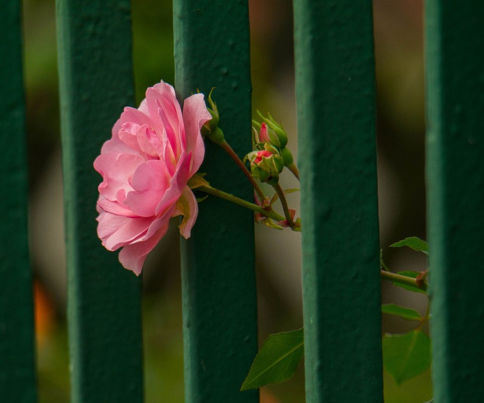 Обои цветок, роза, лепестки, забор, flower, rose, petals, the fence разрешение 1920x1200 Загрузить